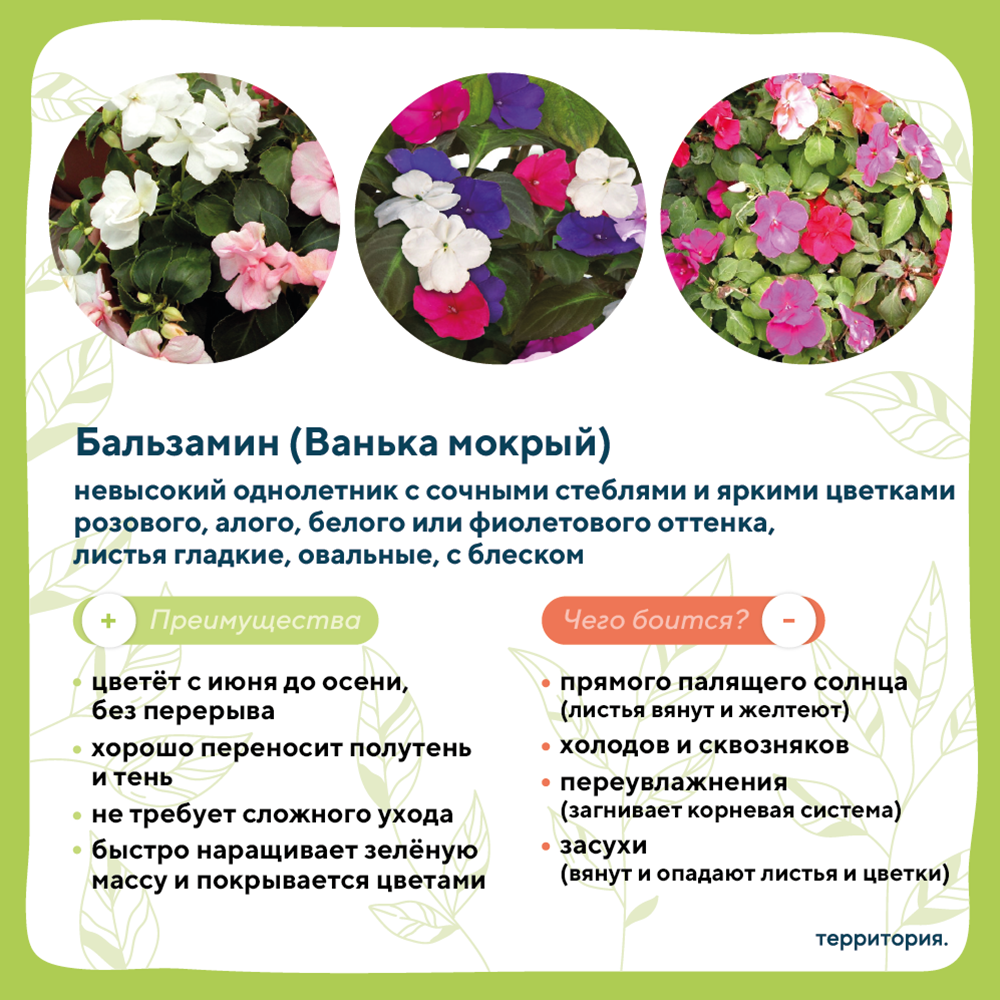 атлас растений 7 (1).png